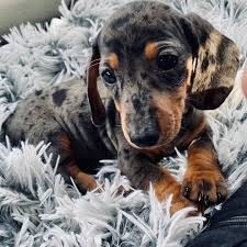 Dapple Dachshund Puppies For Sale