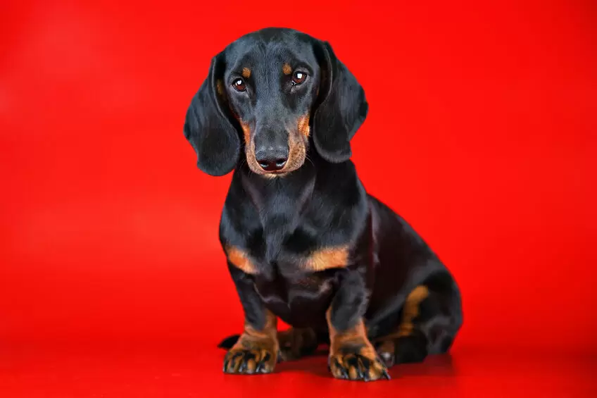 Do Dachshunds Shed