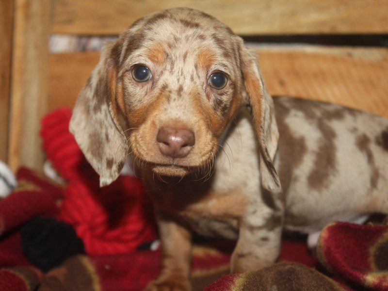 Dachshund Puppies Houston