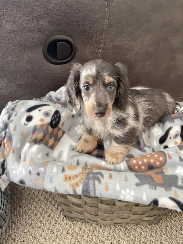 Dachshund Puppies Illinois