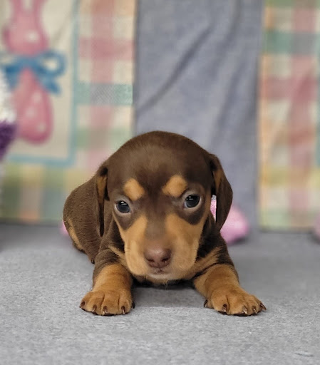 Dachshund Puppies Indiana