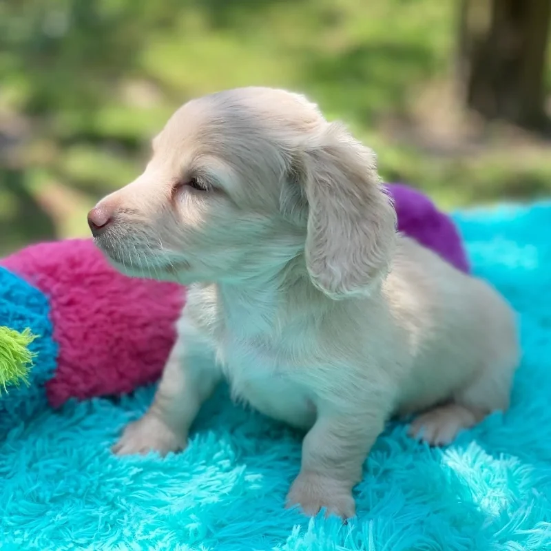 Dachshund Puppies Louisiana