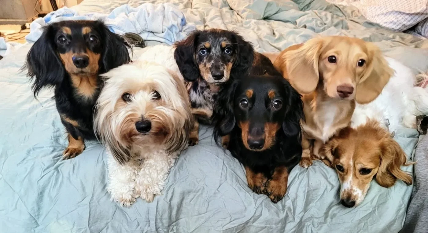 Dachshund Puppies Maine