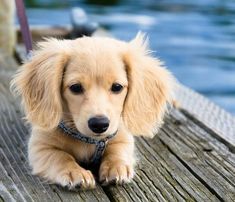 Long Haired Mini Dachshund Puppy