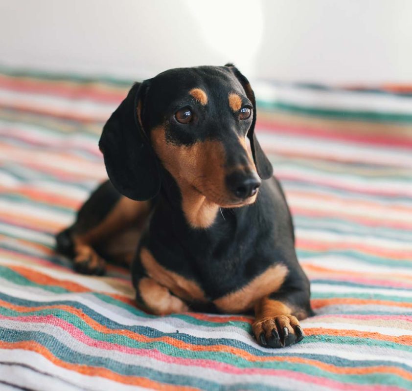 Miniature Dachshund Puppies For Sale In Pa